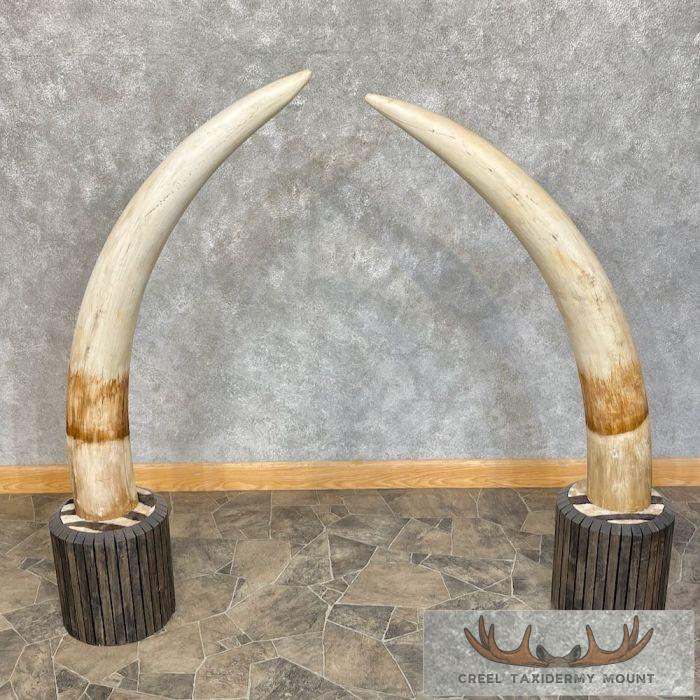 Elephant Tusk Replica Taxidermy Mount For Sale