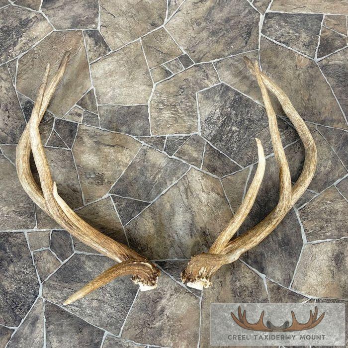 Elk Antler Craft Pack For Sale