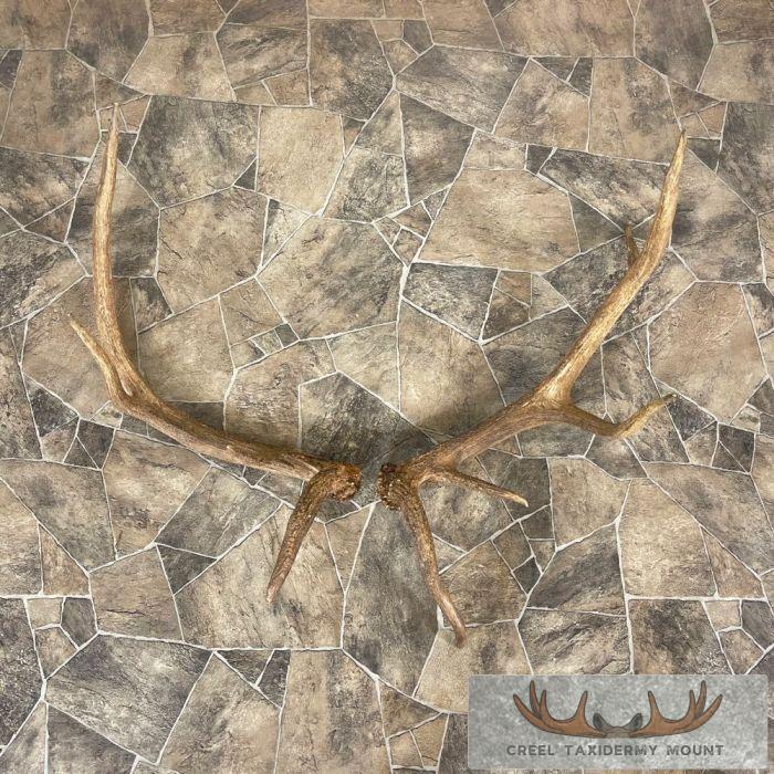 Elk Antler Craft Pack For Sale