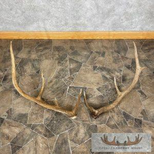 Elk Antler Craft Pack Taxidermy
