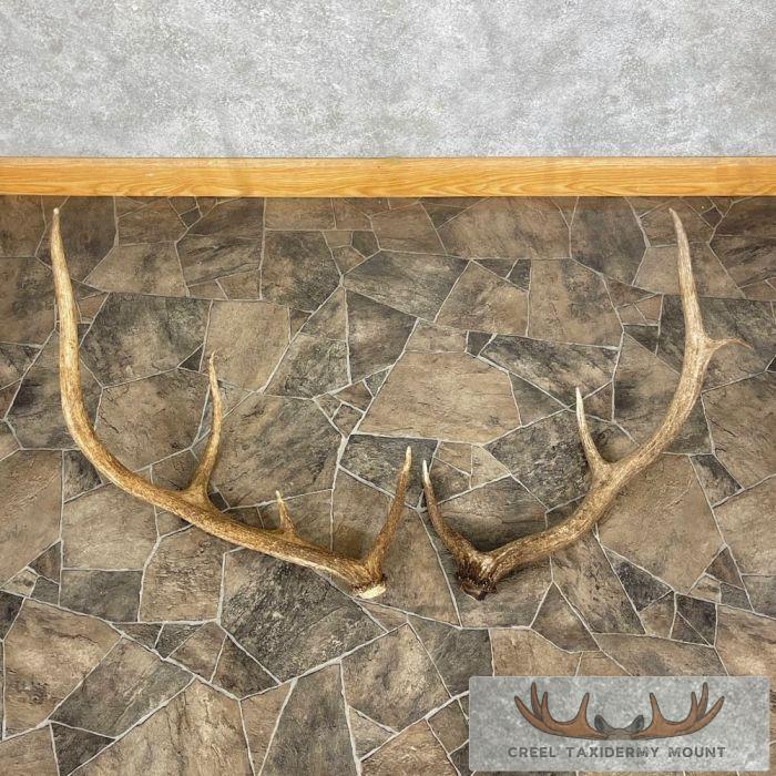 Elk Antler Craft Pack For Sale