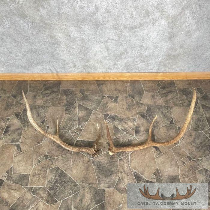 Elk Antler Craft Pack For Sale