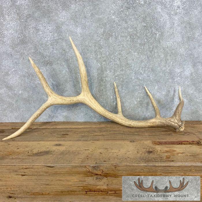 Naturally Shed Elk Anlter Mantle Decoration For Sale