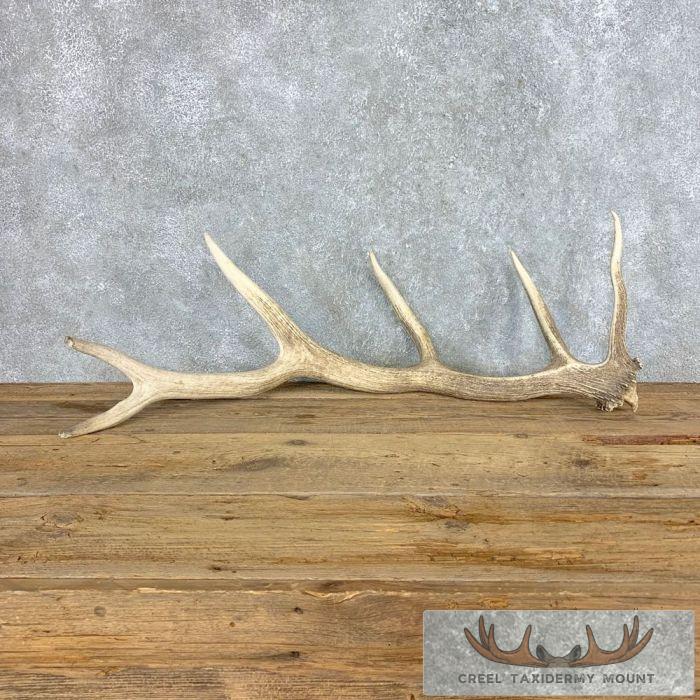 Elk Antler Shed Mountain Home Taxidermy Decor For Sale