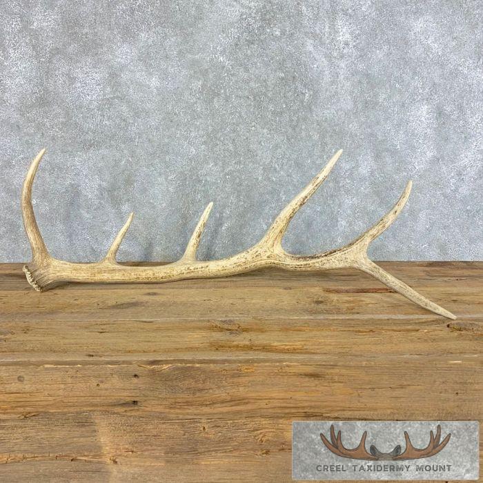 Elk Antler Shed Cabin Taxidermy Decor For Sale