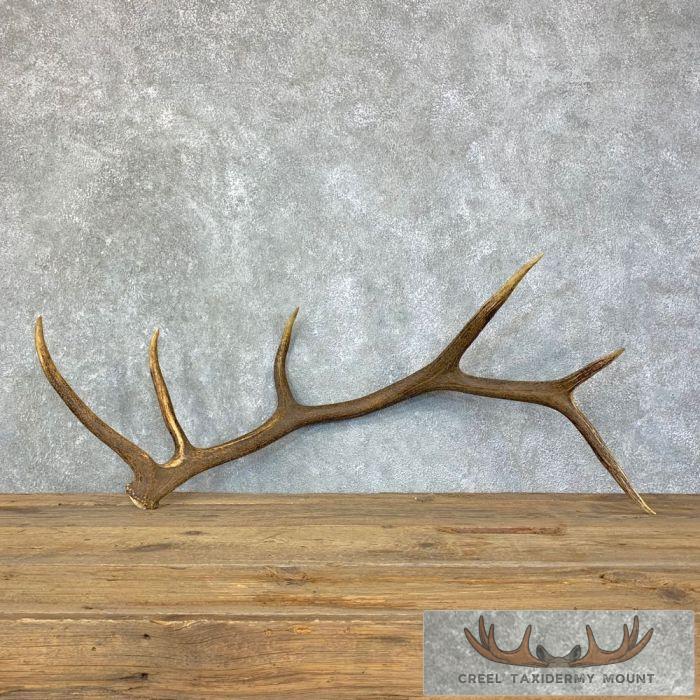 Elk Antler Shed Mountain Home Taxidermy Decor For Sale