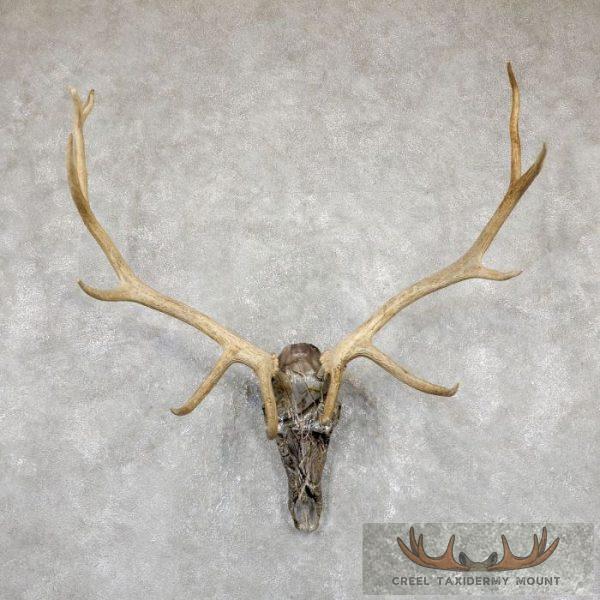 Elk Lost Camo Skull & Antler European Taxidermy Mount For Sale