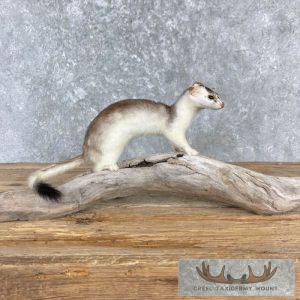 Ermine Life-Size Taxidermy Mount Taxidermy