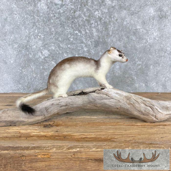 Ermine Life-Size Taxidermy Mount For Sale