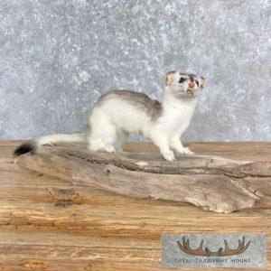 Ermine Life-Size Taxidermy Mount Taxidermy