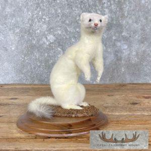 Ermine Life-Size Taxidermy Mount Taxidermy