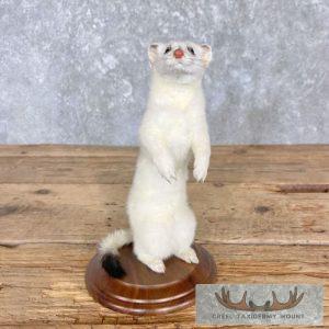 Ermine Life-Size Taxidermy Mount Taxidermy