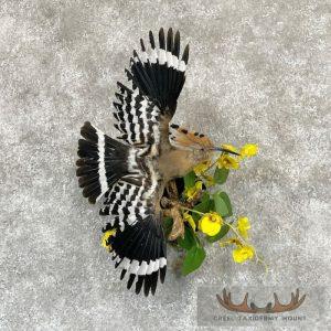 Eurasian Hoopoe Taxidermy Bird Mount Taxidermy