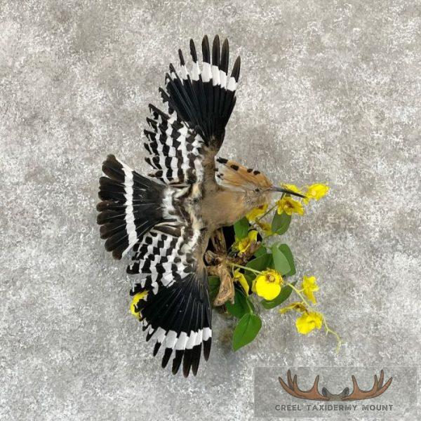 Eurasian Hoopoe Taxidermy Bird Mount For Sale