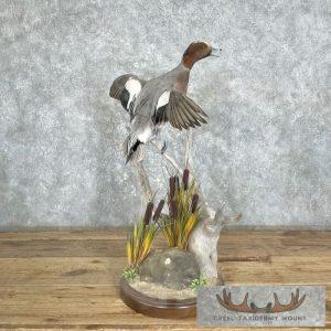 Eurasian Wigeon Duck Taxidermy Bird Mount Taxidermy