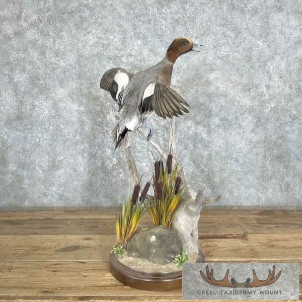 Eurasian Wigeon Duck Taxidermy Bird Mount For Sale