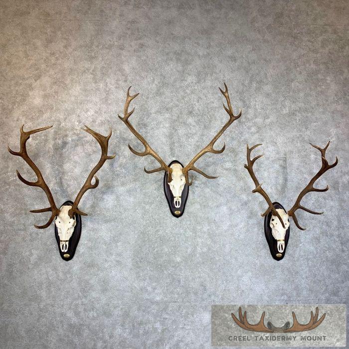 European Red Deer Stag Skull Display For Sale