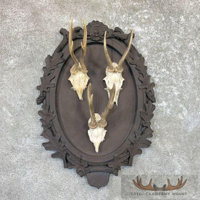 European Roe Deer Taxidermy Mount For Sale