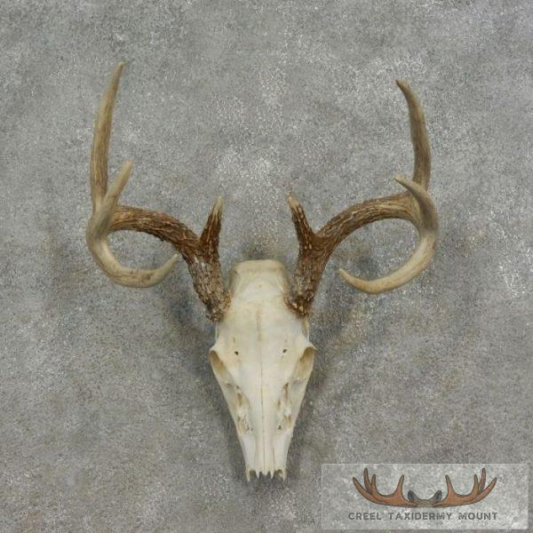 Whitetail Deer Skull European Taxidermy Mount For Sale