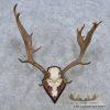 Fallow Deer Skull & Antler European Mount For Sale