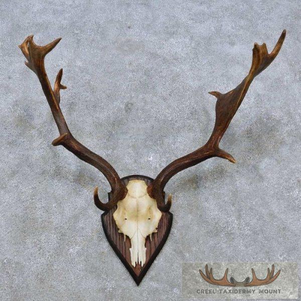 Fallow Deer Skull Cap & Antler European Mount For Sale