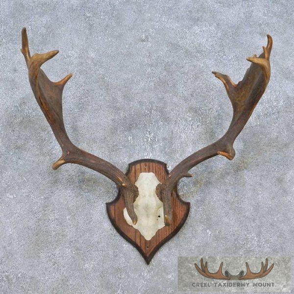 Fallow Deer Skull Cap & Antler European Mount For Sale