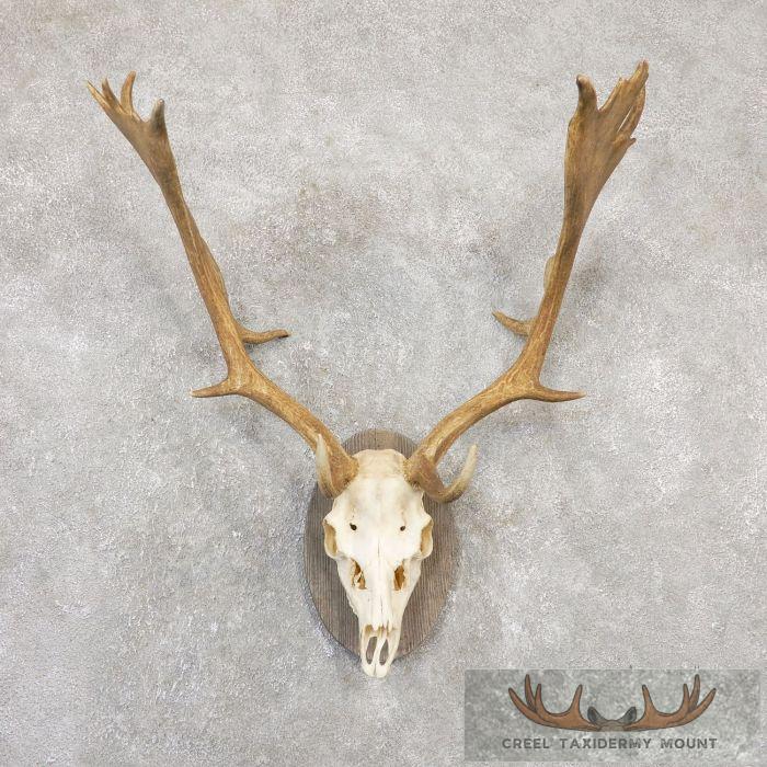 Fallow Deer Skull Cap & Antler European Mount For Sale