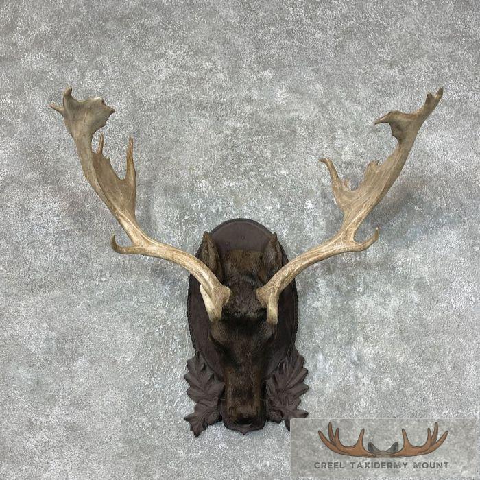 Fallow Deer Plaque For Sale