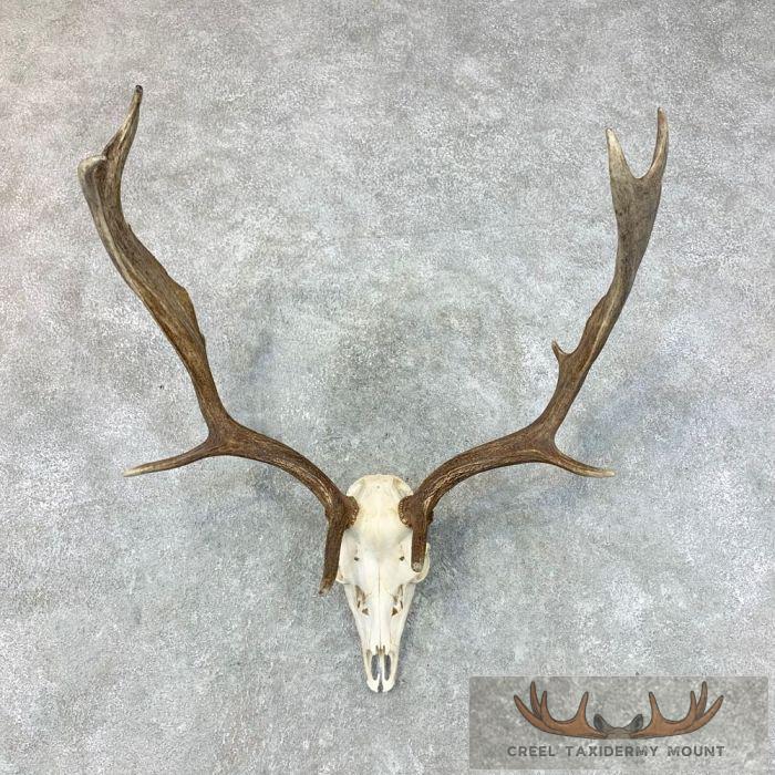 Fallow Deer Skull & Antler European Mount For Sale