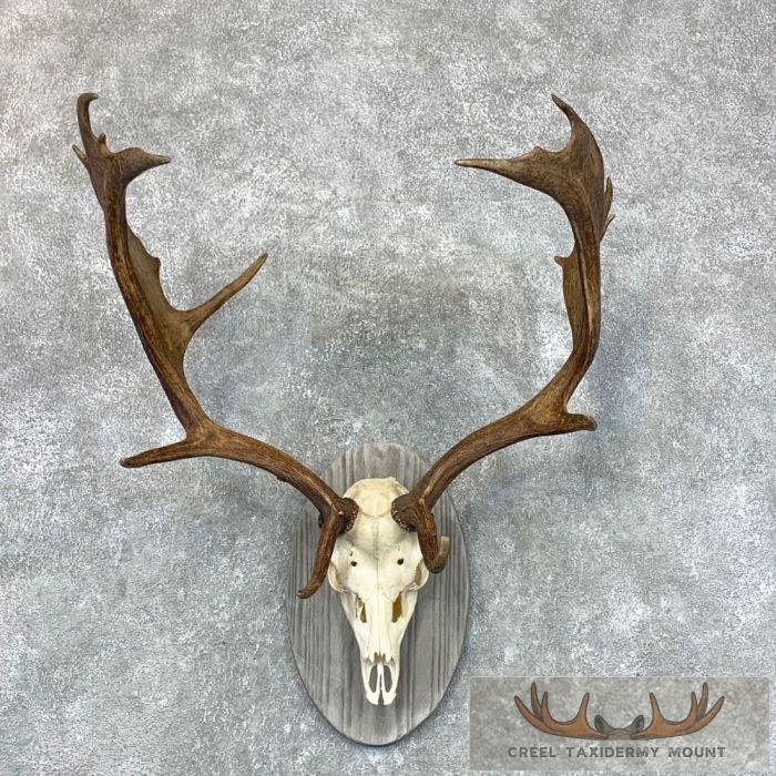 Fallow Deer Skull & Antler European Mount For Sale