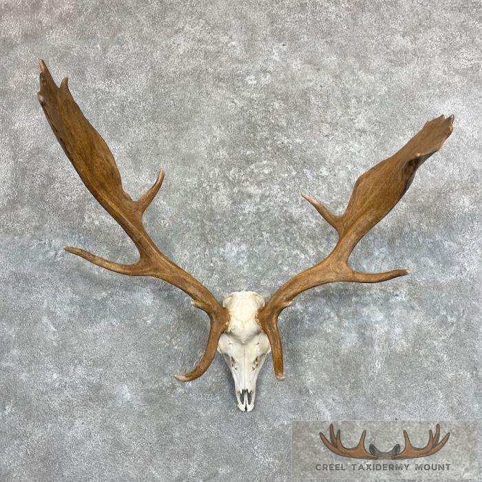 Fallow Deer Skull & Antler European Mount For Sale