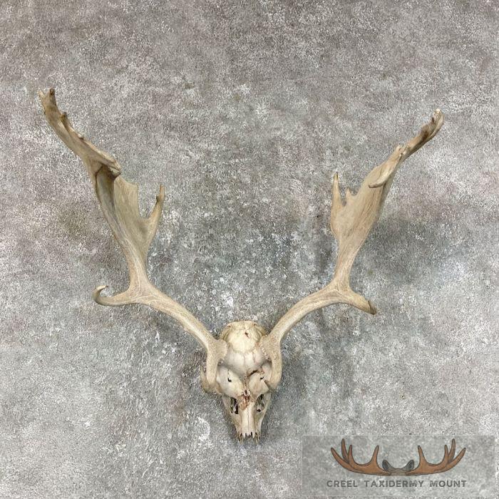 Fallow Deer Skull Cap & Antler European Mount For Sale