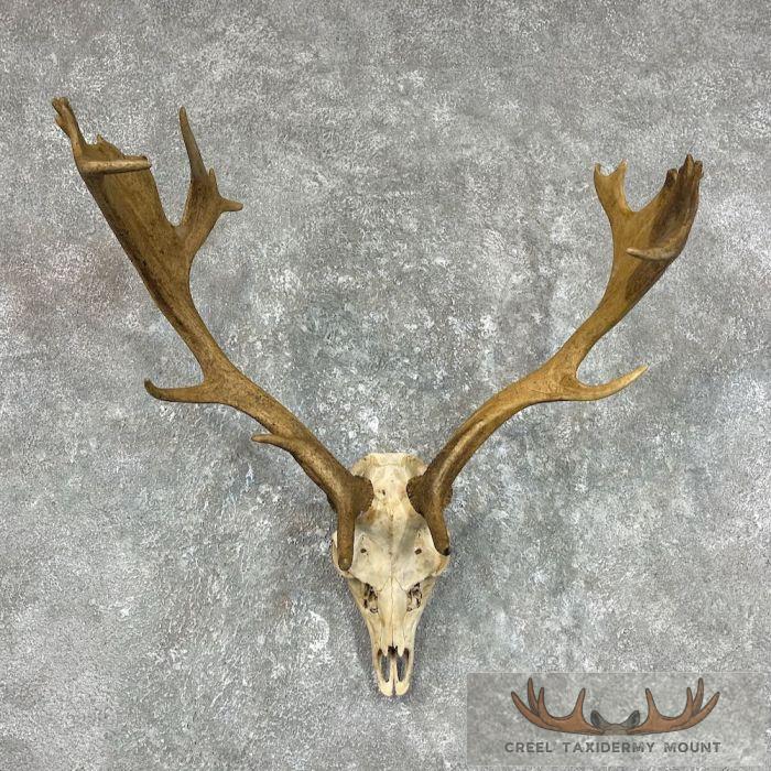 Fallow Deer Skull Cap & Antler European Mount For Sale