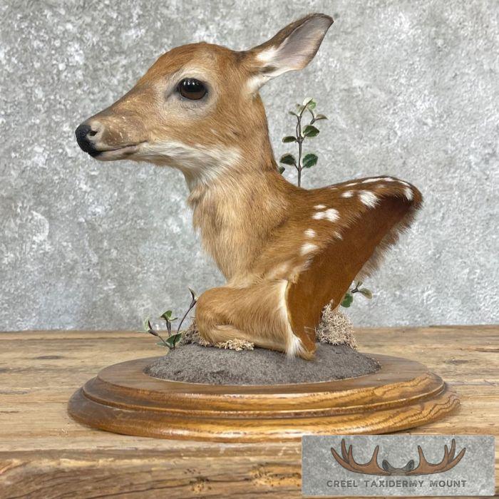 Fawn Pedestal Bust Taxidermy Mount For Sale