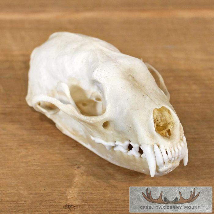 Fisher Skull Taxidermy Mount For Sale