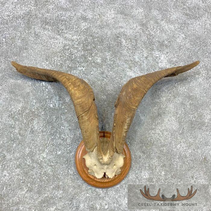Feral Goat Plaque Taxidermy Mount For Sale