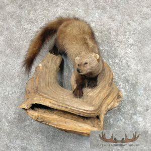 Fisher Life-Size Taxidermy Mount Taxidermy
