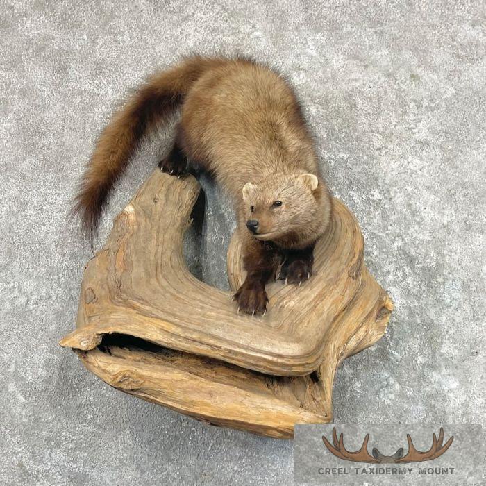 Fisher Life-Size Taxidermy Mount For Sale