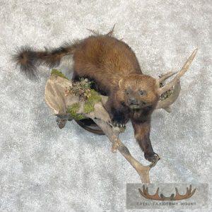 Fisher Life-Size Taxidermy Mount Taxidermy