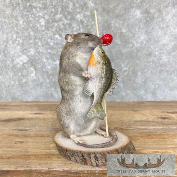 Fishing Rat Novelty Taxidermy Mount For Sale