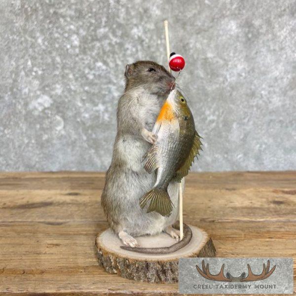 Fishing Rat Novelty Taxidermy Mount For Sale