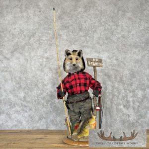 Fishing Red Fox Novelty Taxidermy Mount Taxidermy