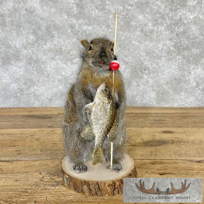 Fishing Squirrel Novelty Taxidermy Mount For Sale