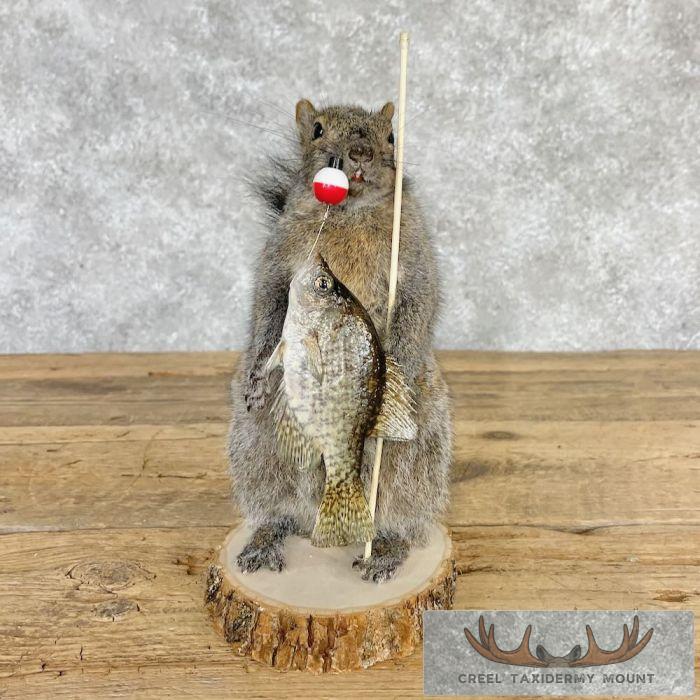 Fishing Squirrel Novelty Taxidermy Mount For Sale