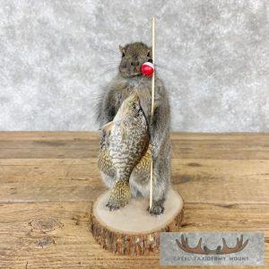 Fishing Squirrel Novelty Taxidermy Mount Taxidermy