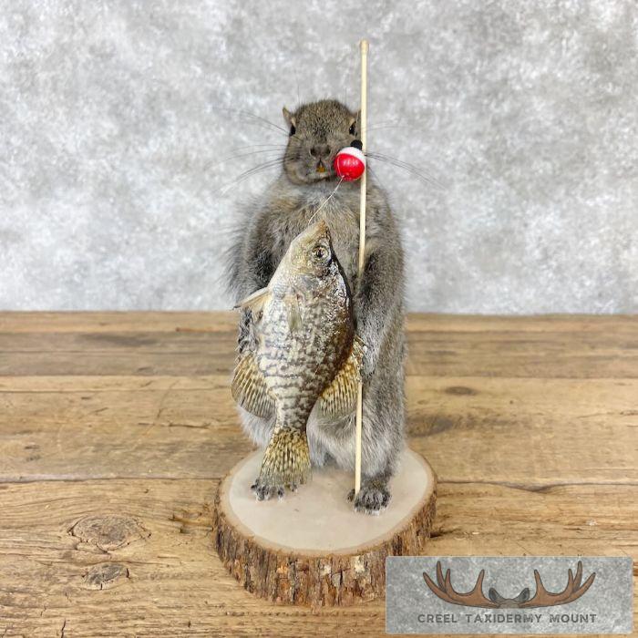 Fishing Squirrel Novelty Taxidermy Mount For Sale