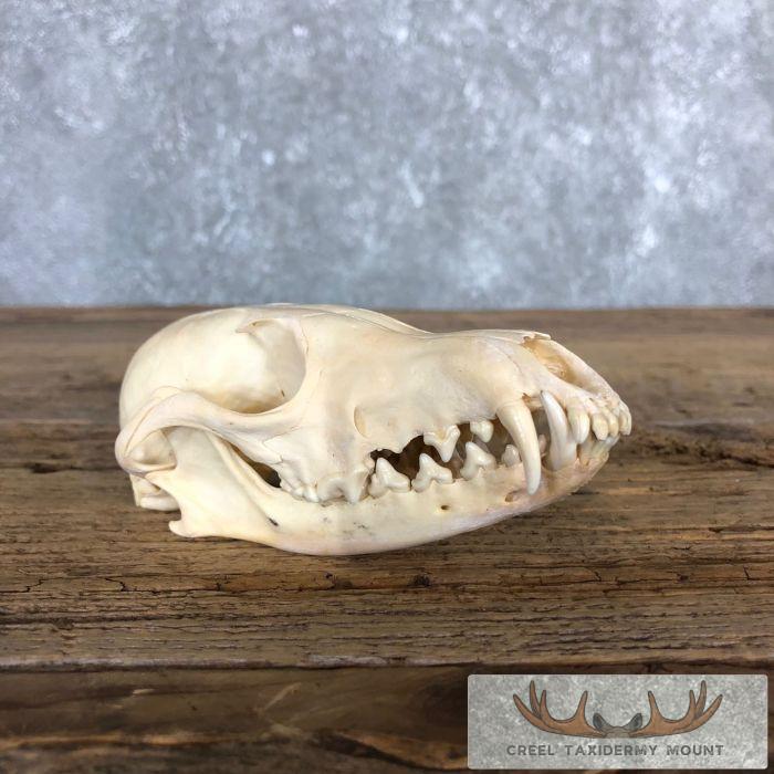 Fox Full Skull Taxidermy Mount For Sale