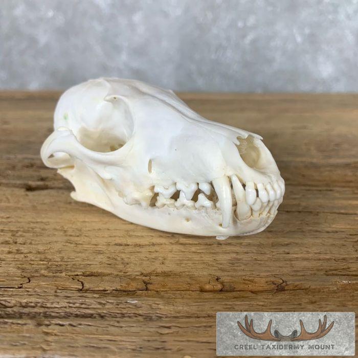 Fox Full Skull Taxidermy Mount For Sale