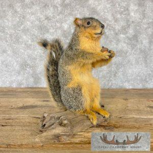 Fox Squirrel Life-Size Taxidermy Mount Taxidermy