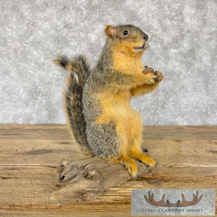 Fox Squirrel Life-Size Taxidermy Mount For Sale